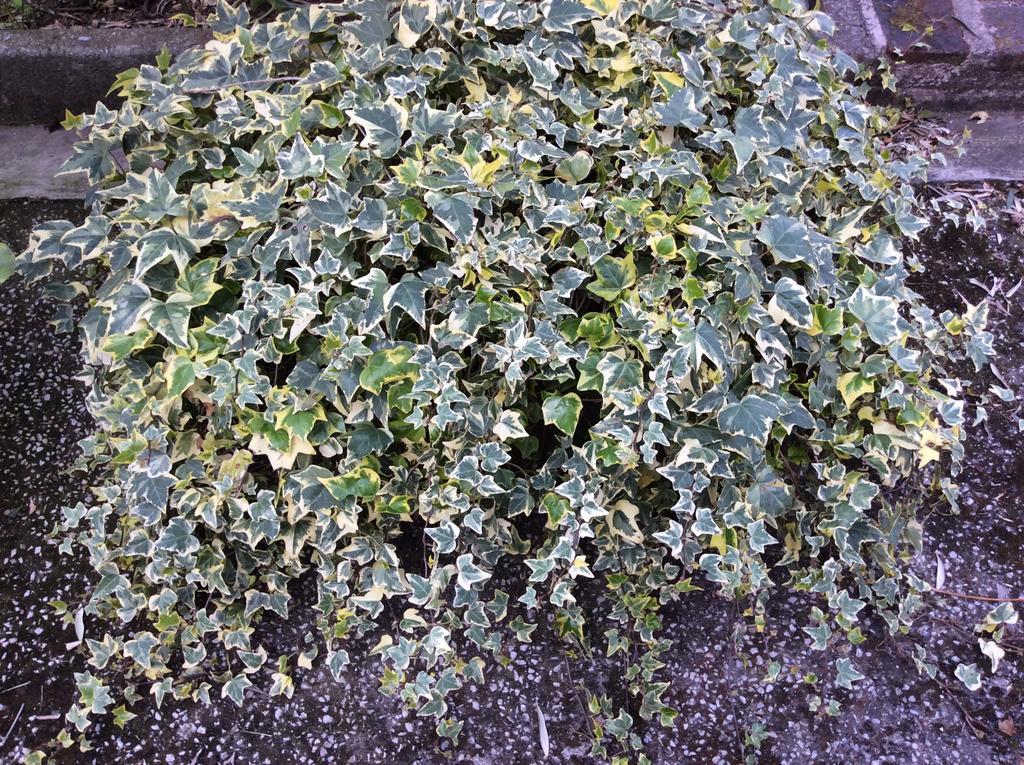 Tenuta Fagnani 루카 객실 사진